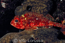 Fishs - Scorpanea notata by Vito Lorusso 